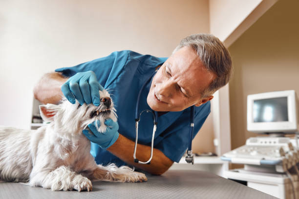 Best Emergency Treatment for Dental Infections or Abscesses in Burt, MI